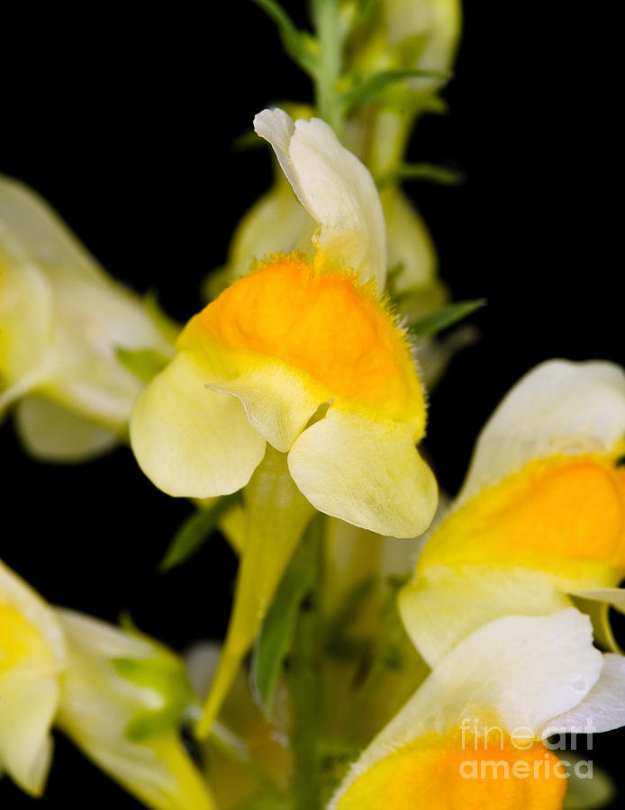 Butter And Eggs Wildflower Photograph by Terry Elniski Fine Art America