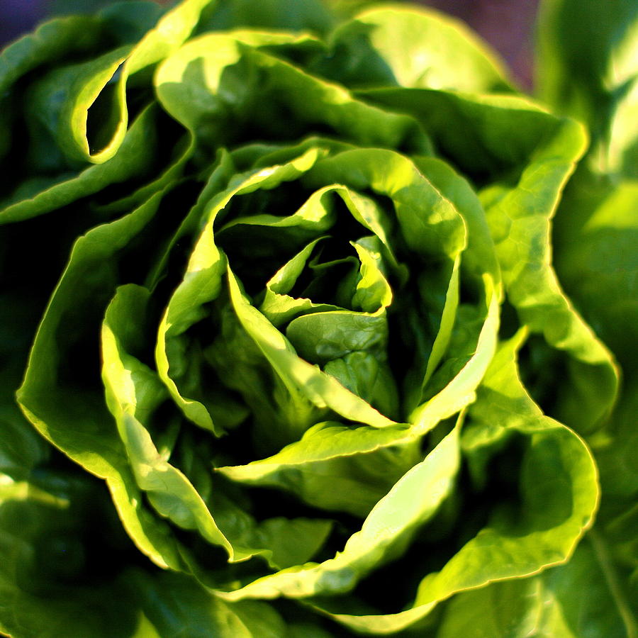 Buttercrunch Lettuce From Above Photograph by Angela Rath