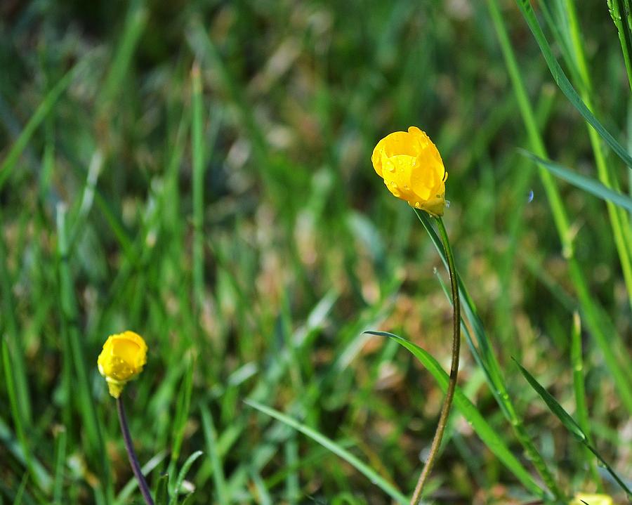 Spring Photograph - Buttercup Sisters by Mary Zeman