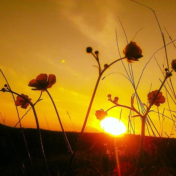 Flower Photograph - #buttercup #sunset From A Few Days Ago by Linandara Linandara