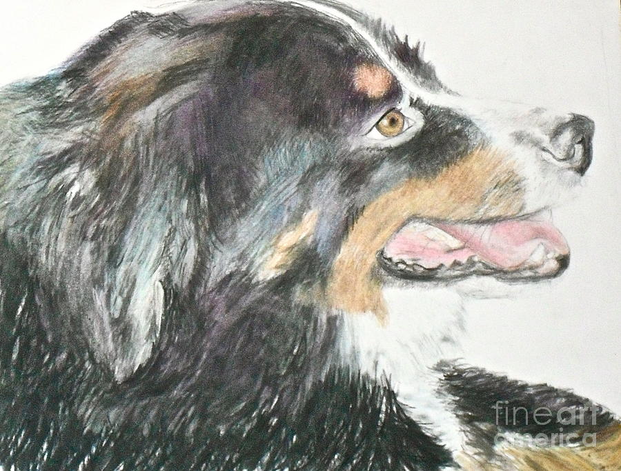 Bernese Wonderdog Drawing by Beth Saffer