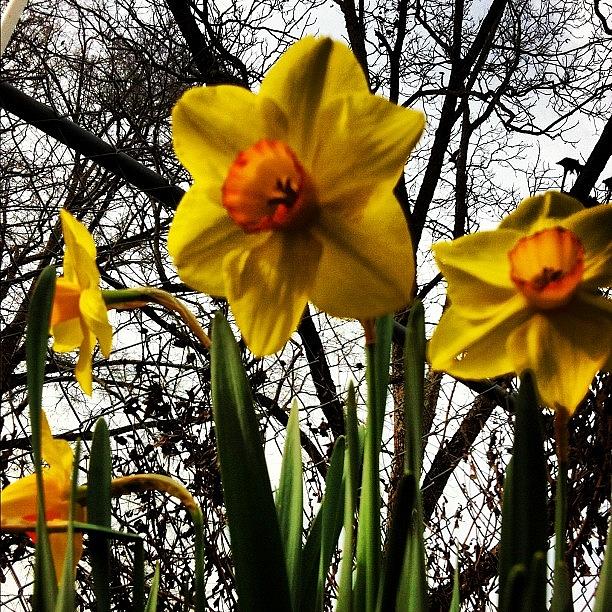 Flower Photograph - #buttercups #flowers #february2012 by Dallas Pollard