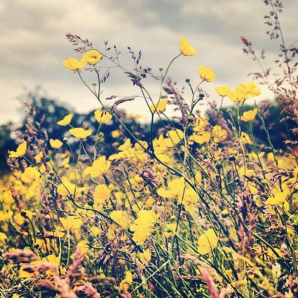 Field Photograph - Buttercups In A Field #buttercups #field by Steve Cox