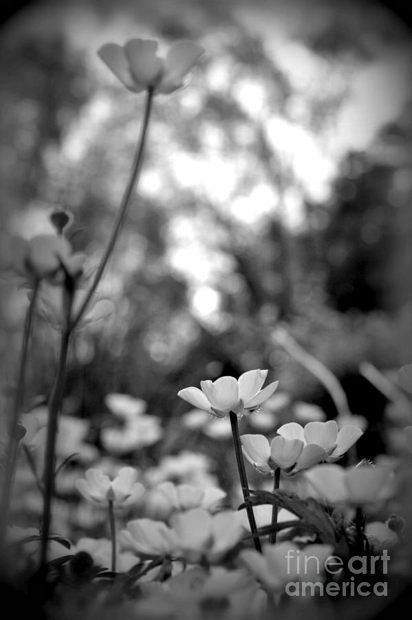 Buttercups in Black and White Photograph by Lila Fisher-Wenzel