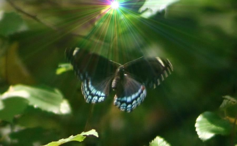 Butterflies Are Free Photograph by Barbara S Nickerson