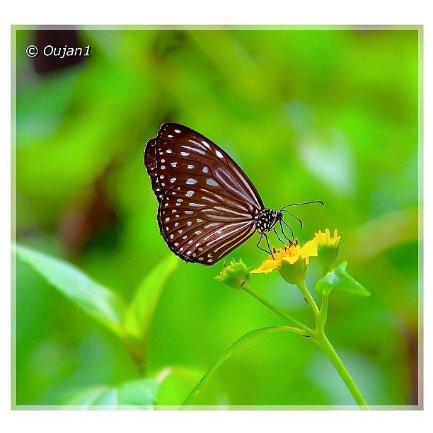 Butterfly Photograph - Butterflies Are Sweet, Pretty, Delicate by Ahmed Oujan