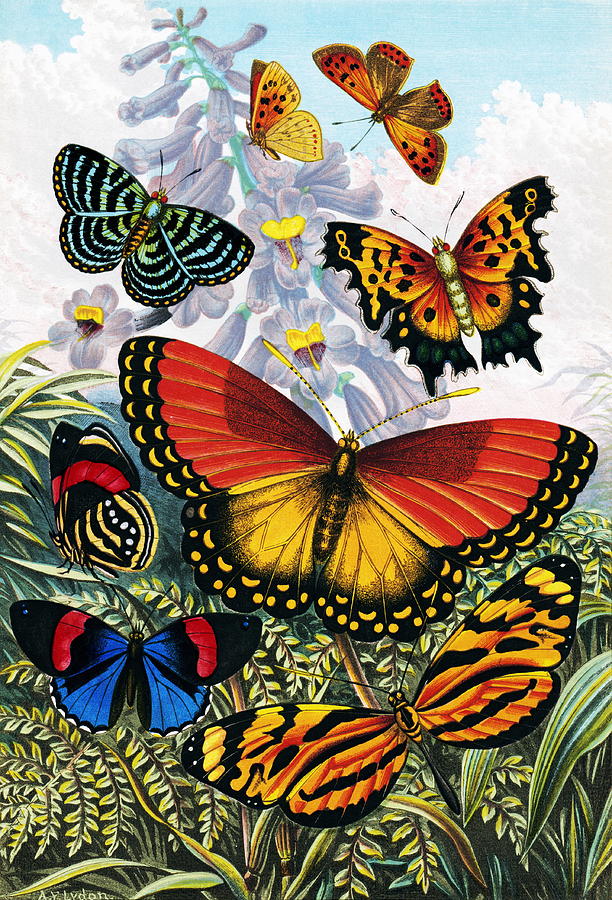 Butterflies, Artwork Photograph by Sheila Terry
