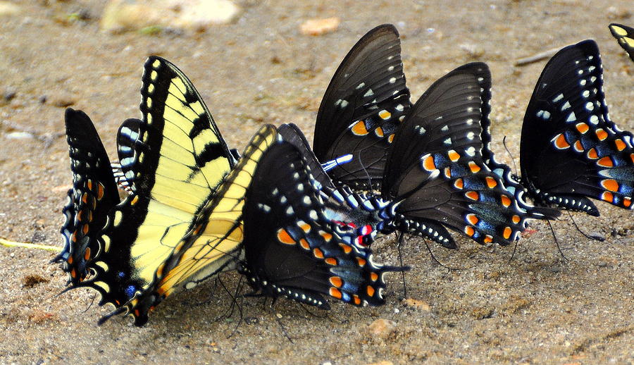 Butterflies By The Buches Photograph by Marty Koch