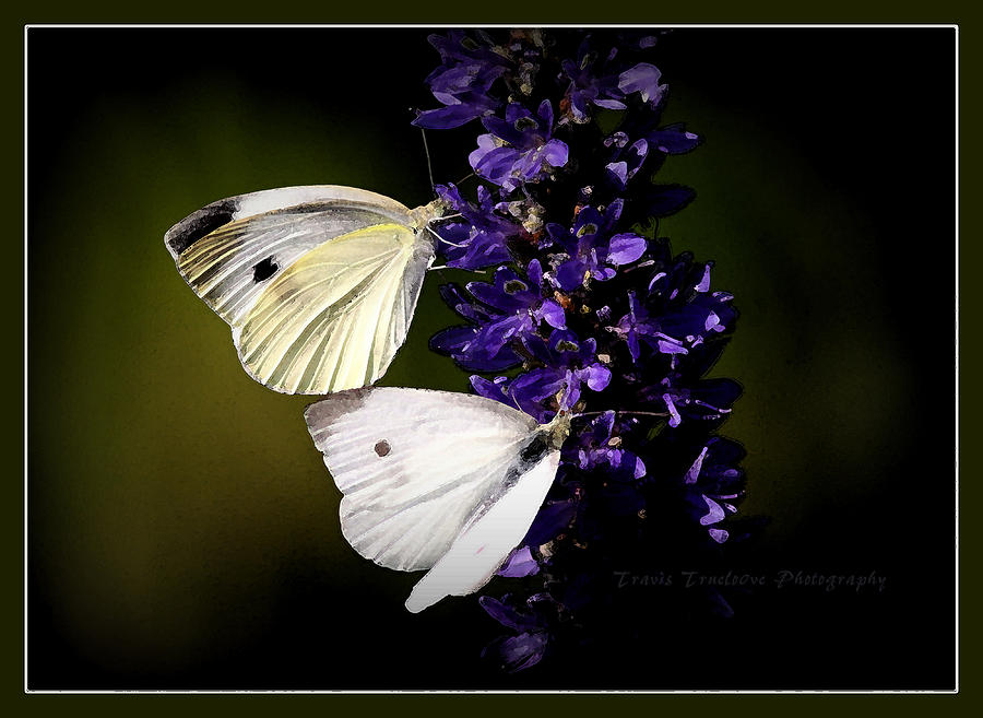 Butterflies - Cabbage Whites Photograph by Travis Truelove