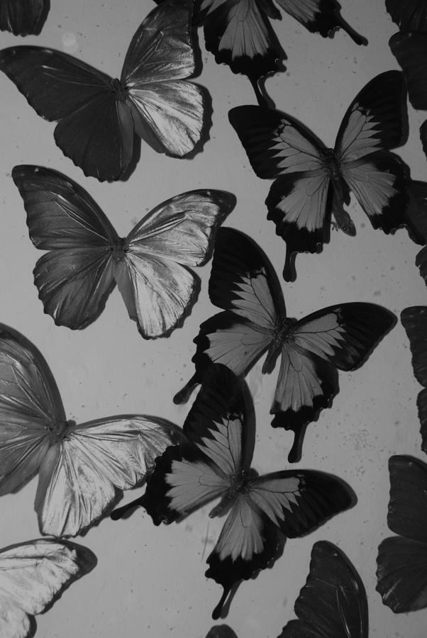 BUTTERFLIES in BLACK AND WHITE Photograph by Rob Hans