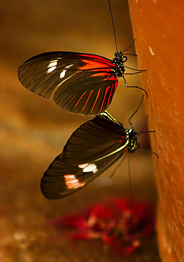 Butterflies Photograph by Linda Tiepelman