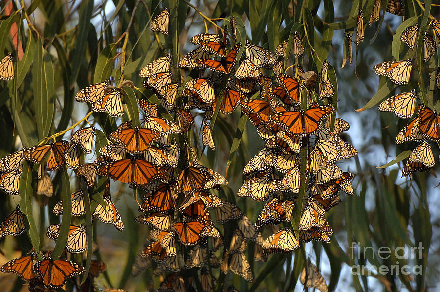 Butterflies Photograph by Marc Bittan