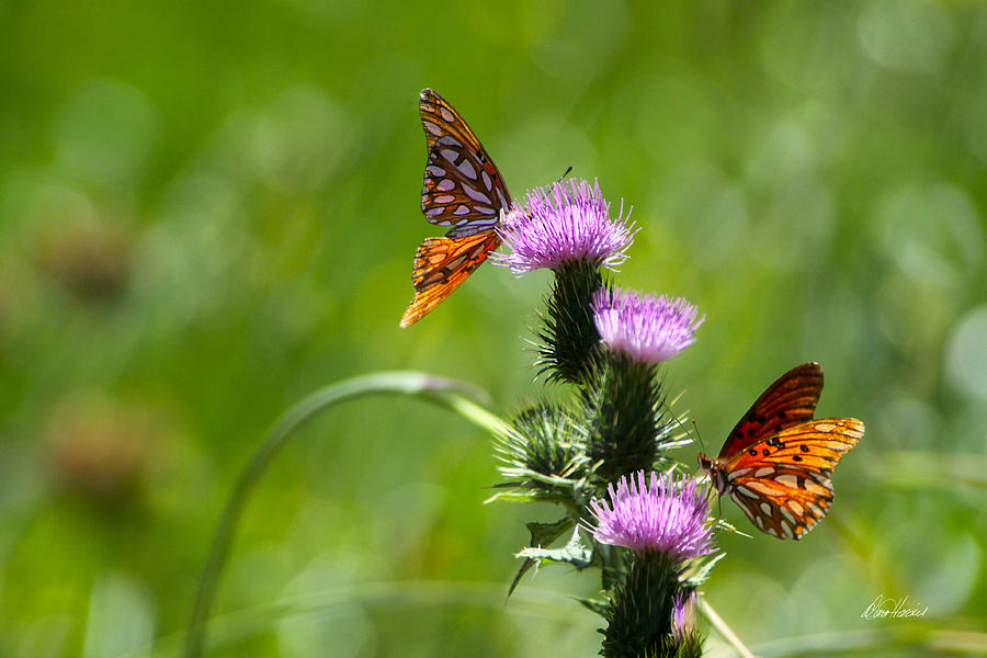 Butterflies on Thistles Photograph by Diana Haronis