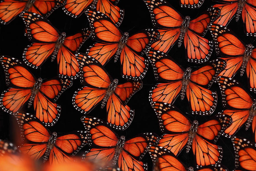 Butterflies Photograph by Paul Slebodnick - Fine Art America