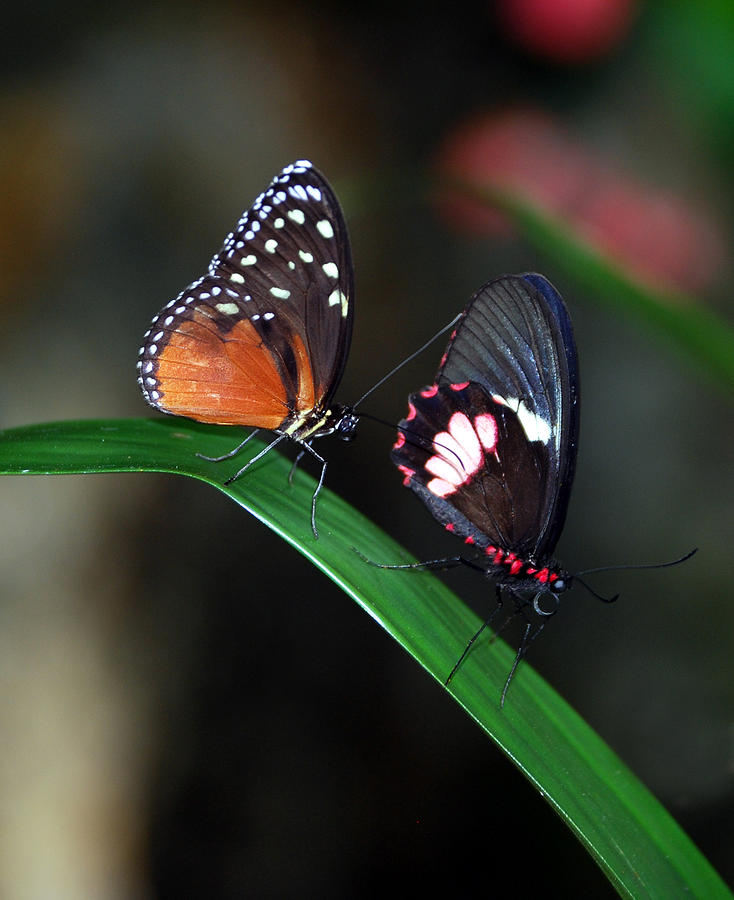 Butterflies Photograph by Skip Willits