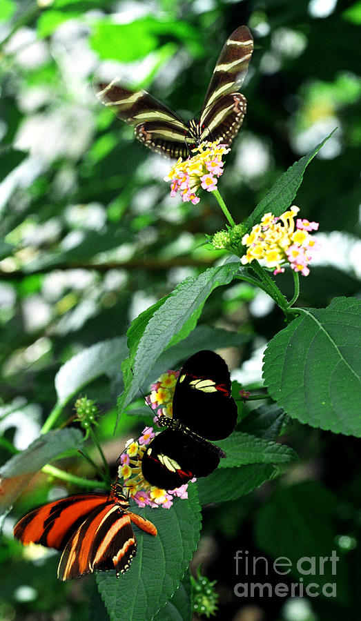 Butterflies Photograph by Terry Elniski