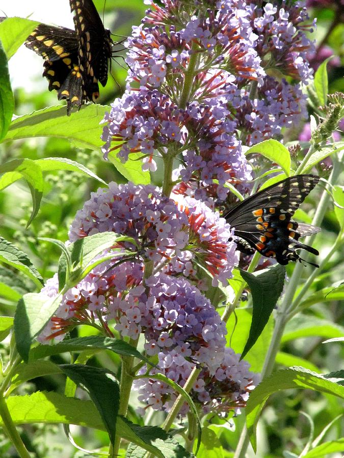 Summer Photograph - Butterflies With Butterfly Bush by Alfred Ng