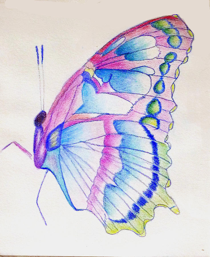 Butterfly Drawing - Butterflly Print by Linda Pope