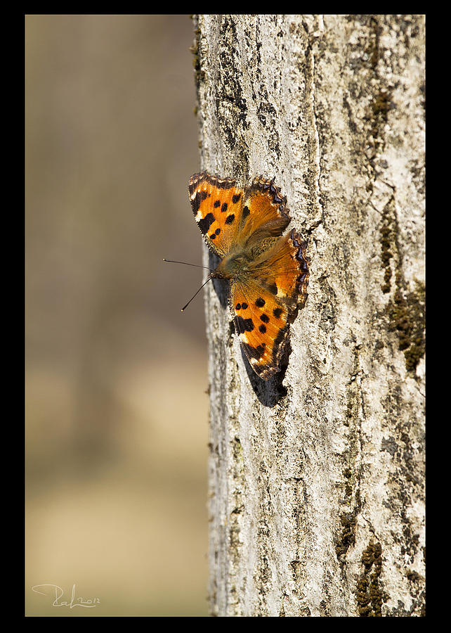 Butterfly 01  card Photograph by Raffaella Lunelli