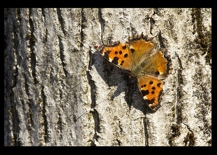 Butterfly Photograph - Butterfly 02  card by Raffaella Lunelli