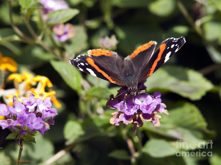 Butterfly 03 Photograph by Arik Baltinester