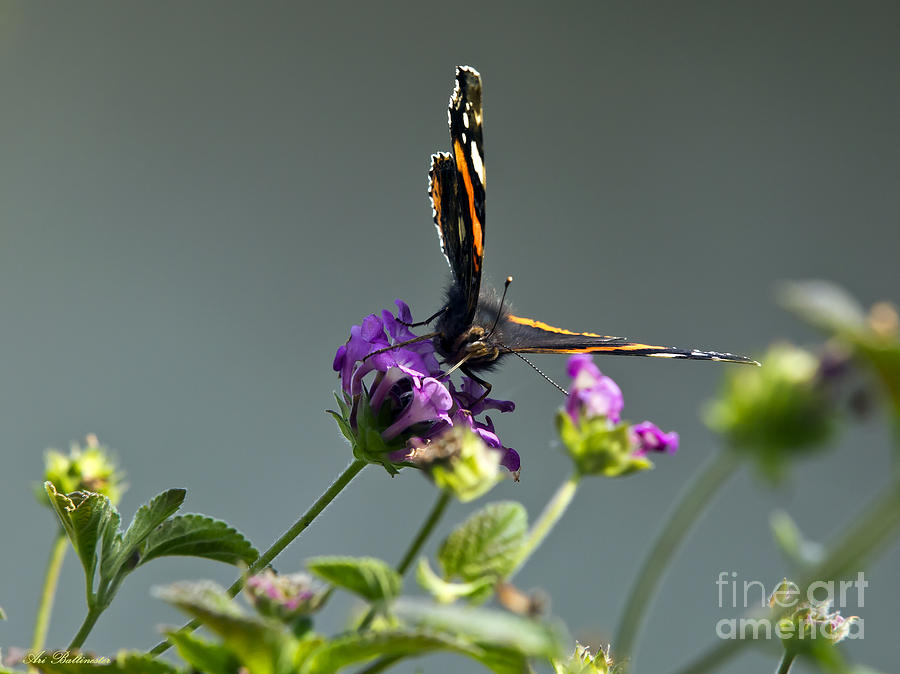 Butterfly 04 Photograph by Arik Baltinester