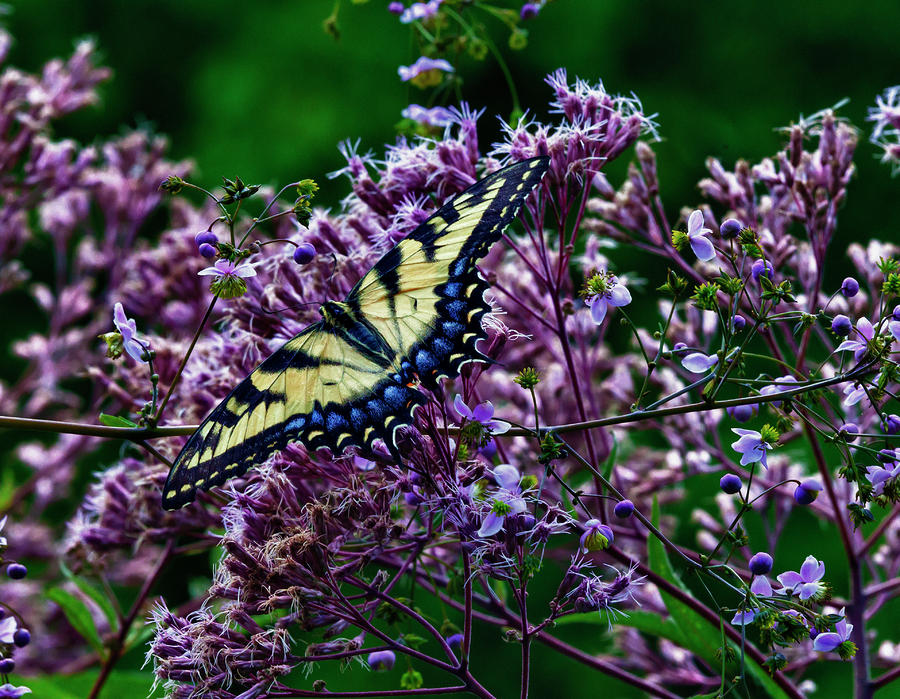 Butterfly 1 Photograph by Robert Ullmann
