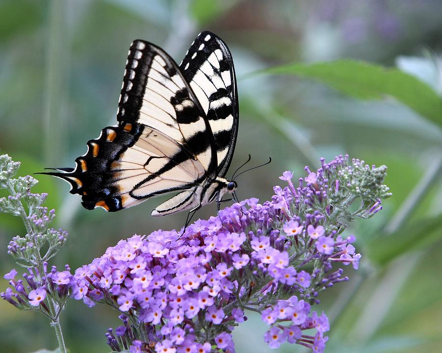 Butterfly 2 Photograph by John Loreaux