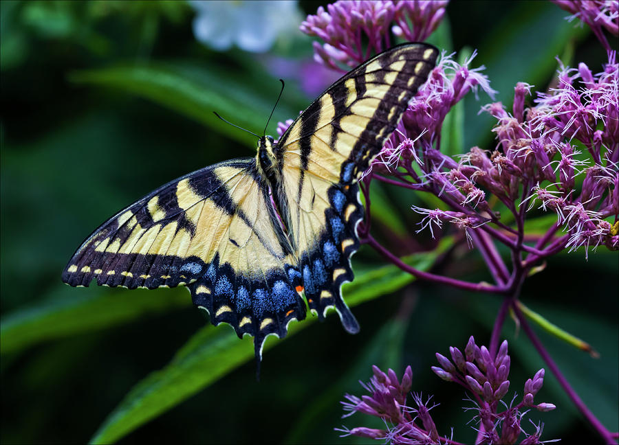Butterfly 2 Photograph by Robert Ullmann