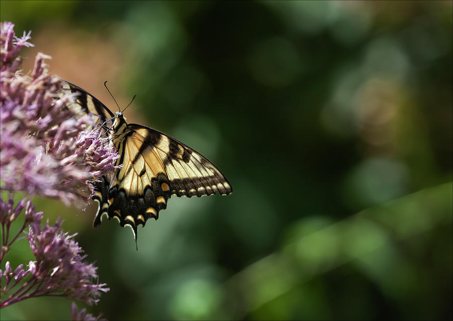 Butterfly 4 Photograph by Robert Ullmann