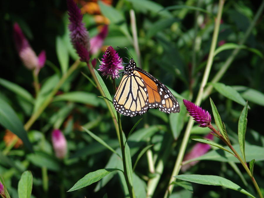 Butterfly-5 Photograph by Alex Vishnevsky - Fine Art America