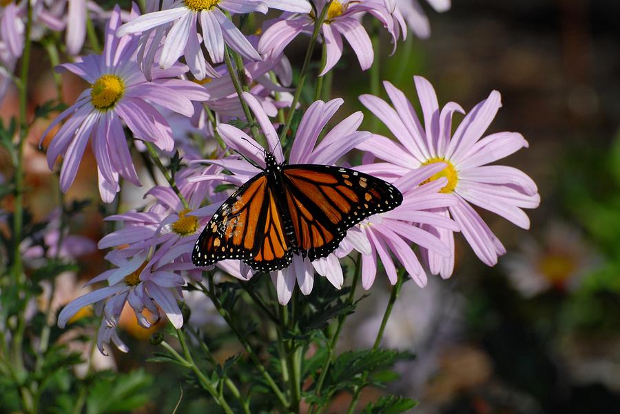 Butterfly 99 Photograph by Joyce StJames
