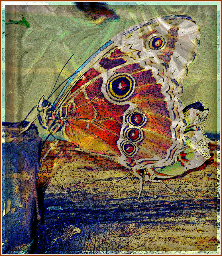 Butterfly Abstract Photograph by Mindy Newman