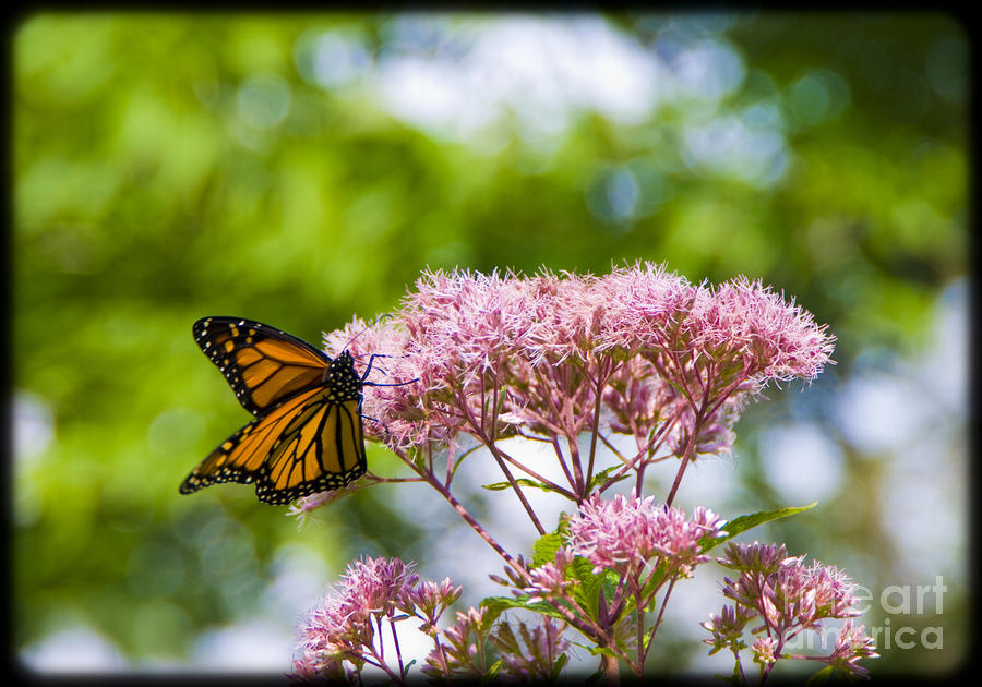 Butterfly Photograph - Butterfly  by Alana Ranney