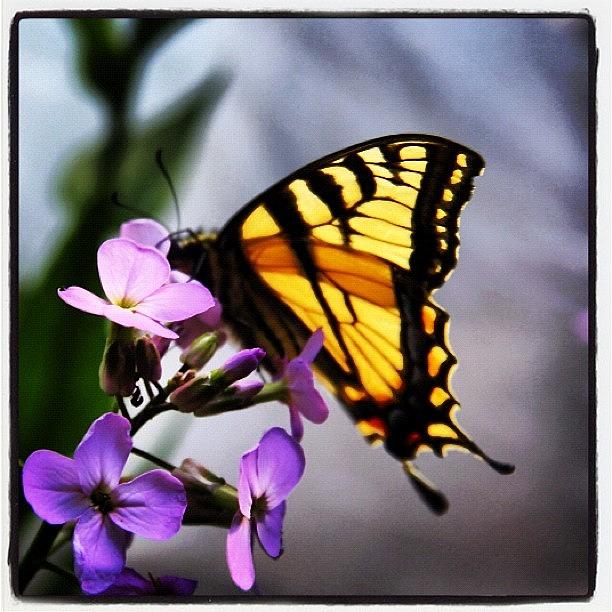 Butterfly Photograph - Butterfly by Amity Beane
