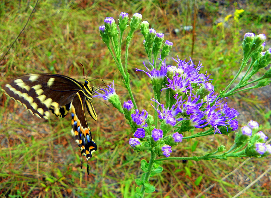 Butterfly an Wildflowers I Photograph by Sheri McLeroy