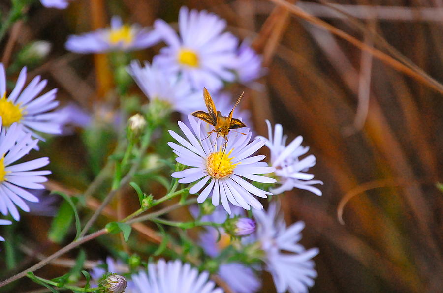 Butterfly and Aster Photograph by Mary McAvoy