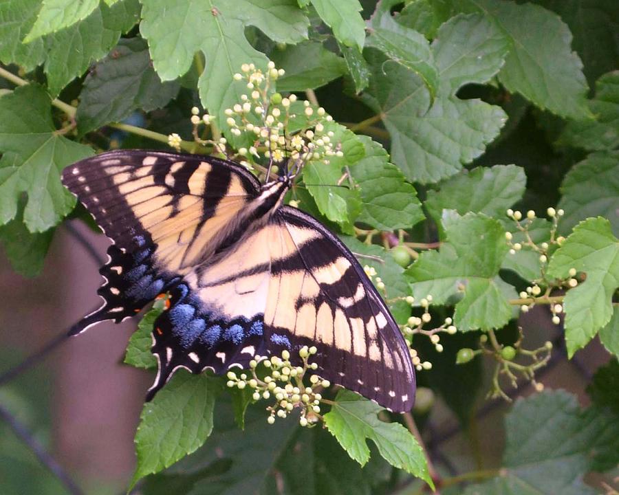 Butterfly and Berries Photograph by Nancy Sisco