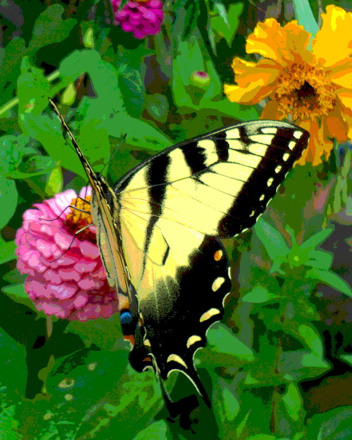 Butterfly Photograph - Butterfly and Blooms by Padre Art