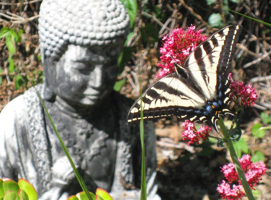 Butterfly and Buddha Photograph by Sue Halstenberg