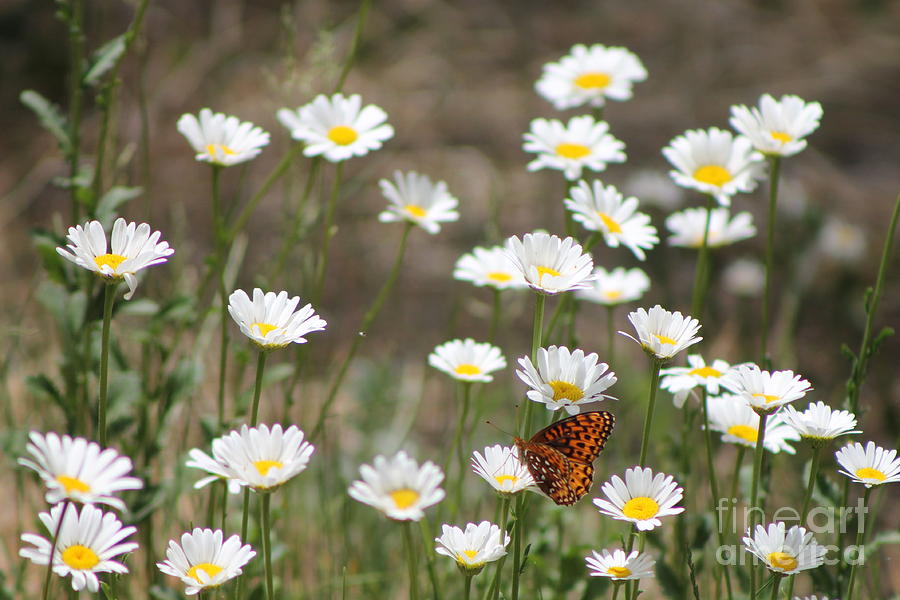Butterfly and Daisys 2 Photograph by Pamela Walrath