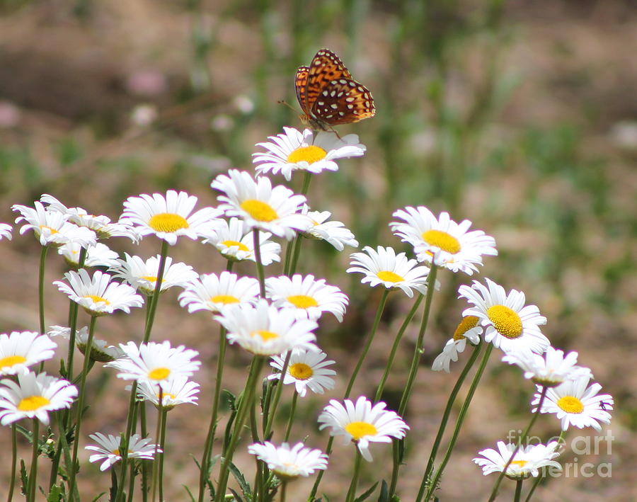 Butterfly and Daisys 3 Photograph by Pamela Walrath