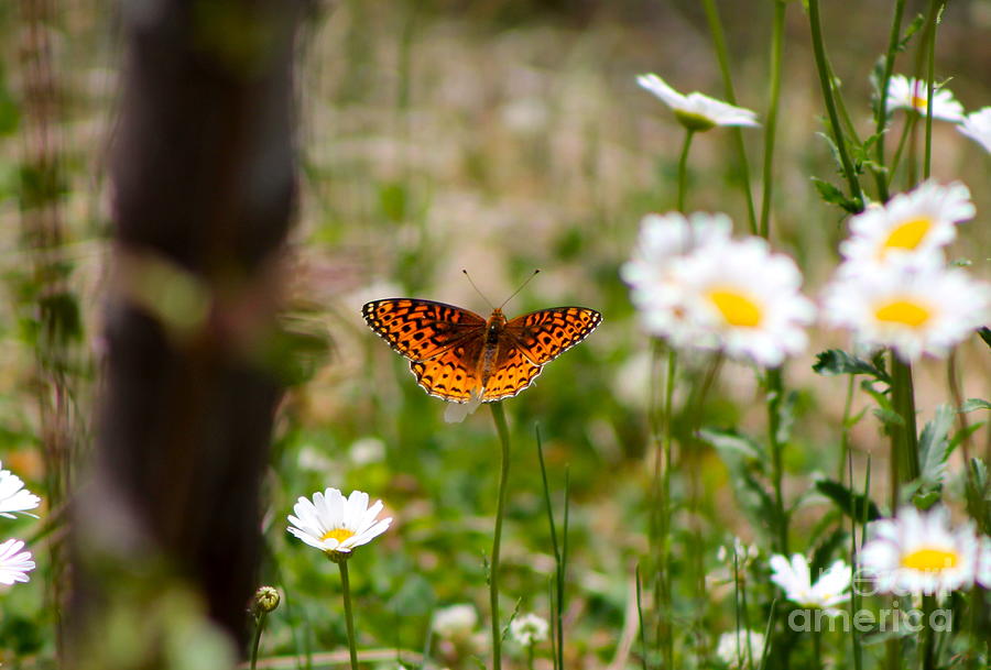 Butterfly and Daisys Photograph by Pamela Walrath