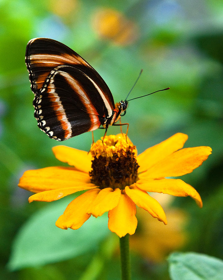 Butterfly and Flower Photograph by Dennis Dame