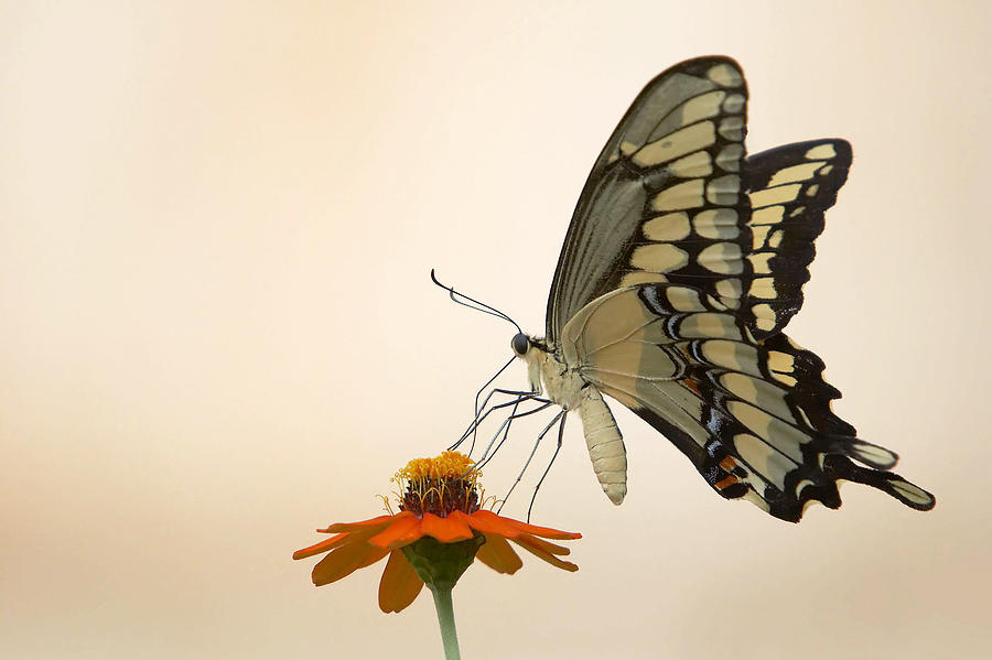 Butterfly Photograph - Butterfly And Flower by Jason Smith Butterfly Photograph - Butterfly And Flower by Jason Smith