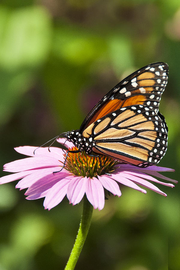 Butterfly and flower Photograph by Roni Chastain