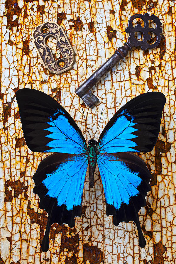 Butterfly Photograph - Butterfly and Key by Garry Gay