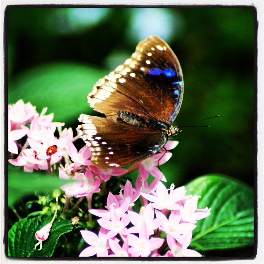Albums 104+ Images pictures of ladybugs and butterflies Excellent