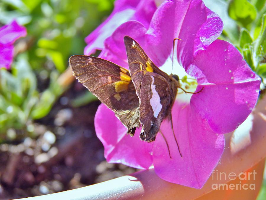 Butterfly and Petunia Photograph by Judy Via-Wolff