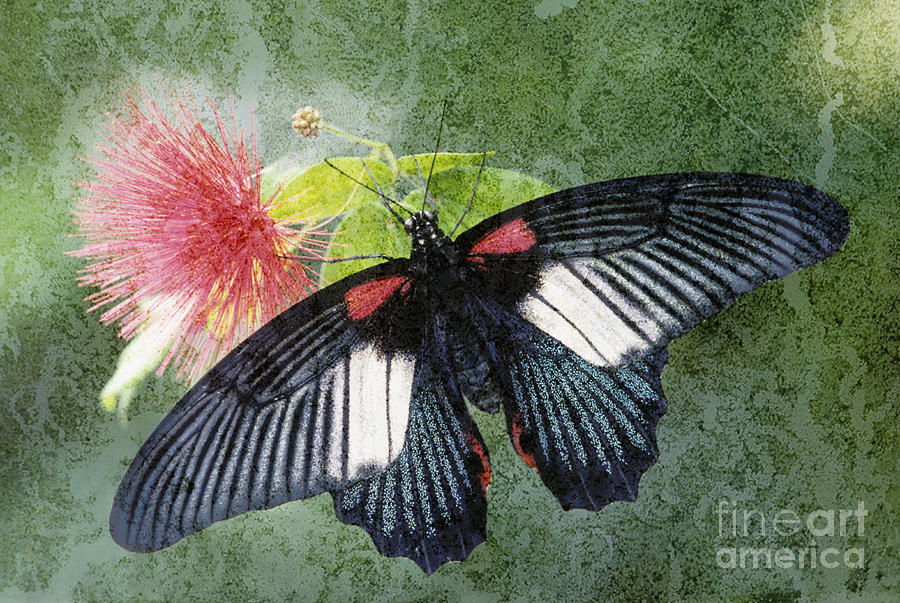 Butterfly And Silktree - Fs000581-a Photograph